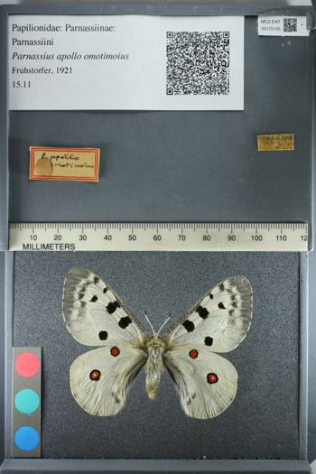 Media type: image;   Entomology 175155